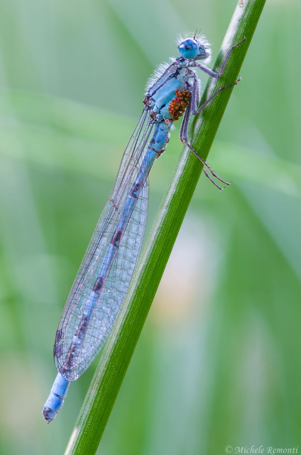 identificazione coenagrionidae